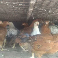 جوجه مرغ رسمی