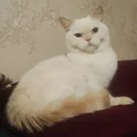 گربه بریتیش نر شورت‌هیر