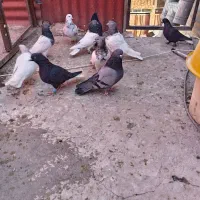 کفتر ملقی|پرنده|کرمان, |دیوار