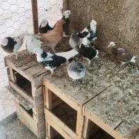 فروش جوجه کبوتر|پرنده|بهشهر, |دیوار