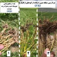 بهترین کودبرای افزایش محصول برای کشت پاییزه تضمینی|خدمات باغبانی و درختکاری|اهواز, بهارستان|دیوار