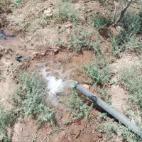 باغ فروشی با محصول پسته|فروش دفتر صنعتی، کشاورزی، تجاری|شهرضا, |دیوار