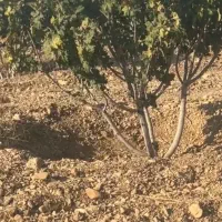 نیازمند کارگر با خانواده جهت کار در باغ انجیر|استخدام سرایداری و نظافت|خفر, |دیوار