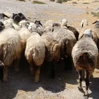 ۴۰راس میش|حیوانات مزرعه|جره و بالاده, |دیوار