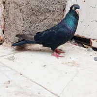 زاغ|پرنده|جیرفت, |دیوار