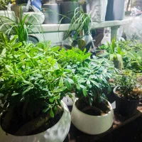 گل و گیاه ، نصف قیمت بازار|گل و گیاه طبیعی|ری, دولت‌آباد|دیوار