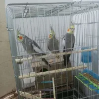 عروی هلندی ،|پرنده|شادگان, |دیوار