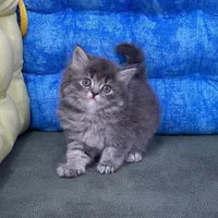 دامپزشکی حیوانات