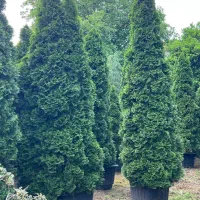 نیازمند کارگر ساده حقوق 20