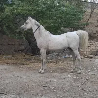 اسب ذولفا تقوی
