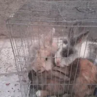 خرگوش لوپ پشمالو