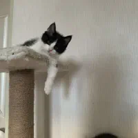 واگذاری گربه