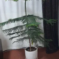 کاج مطبق|گل و گیاه طبیعی|صدرا-فارس, فاز ۱|دیوار