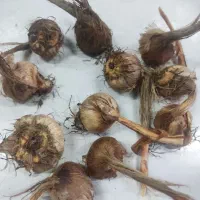 پیاز زعفران درجه یک