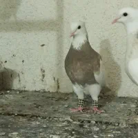 طوقی کارتونی ماده|پرنده|مشهد, هنرستان|دیوار