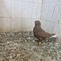 سرخ دم سفید نر