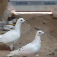 یک جفت کاغذی المانی نرماده