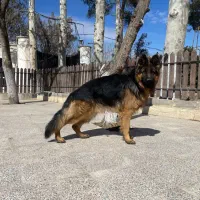 سگ ژرمن شپرد|سگ|تهران, دریا|دیوار