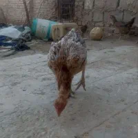 مرغ لاری|حیوانات مزرعه|هیرمند, |دیوار