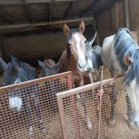 تعدادی الاغ اسب کره مادیون