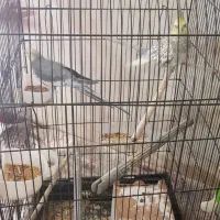 عروس هلندی|پرنده|قم, قلعه کامکار|دیوار