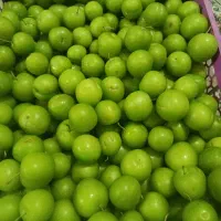 گوجه سبز