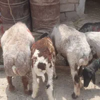 معاوضه ای گوسفندوبز باهرچیزی که هم قیمتشون باشه|حیوانات مزرعه|رامشیر, |دیوار