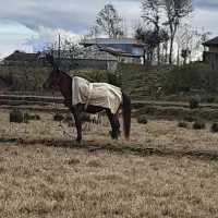 اسب سواری وباری آرام