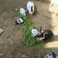 خرگوش|موش و خرگوش|بندر ماهشهر, |دیوار