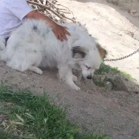 سگ پاپی گمشده در اردل|حیوانات|اردل, |دیوار