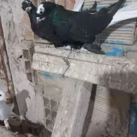 کبوتر قره اغگویوخ اوچان متن و بخون