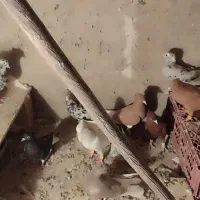 ی دسته دم سفید هفترنگوسیاه و زرد و...