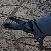 ۵جفت کفتر پلاکی اصل کویتی|پرنده|آبدانان, |دیوار