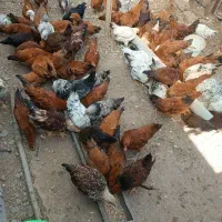 تعداد ی مرغ ۵ماه