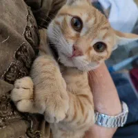 واگذاری گربه DHS