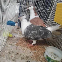 دوعدد کفتر ساده نر مگسی و سرخ|پرنده|مشهد, سیلو|دیوار