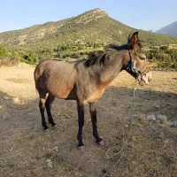 قاطر فروش|حیوانات مزرعه|لوداب, |دیوار