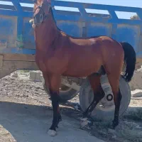 اسب کرد|اسب و تجهیزات اسب‌سواری|بجنورد, |دیوار