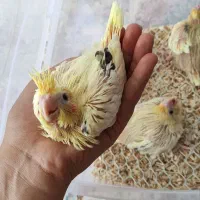 جوجه عروس هلندی دوکت لوتینو زعفرونی تاج پرنسسی|پرنده|مشهد, کوی المهدی|دیوار