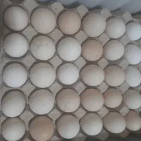 فروش جوجه برهما ازمولد نسل اول اواسط اردیبهشت