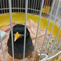 یک عدد مرغ مینا همراه با قفس