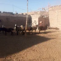 کاور تقلی آبستن|حیوانات مزرعه|قاسمآباد (خواف), |دیوار