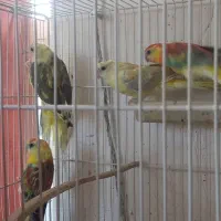 طوطی آوازه خوان|پرنده|اسفراین, |دیوار