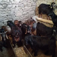 فروش بزغاله 10راس