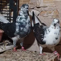 کبوتر قاره دم سفید دست پر قوچی