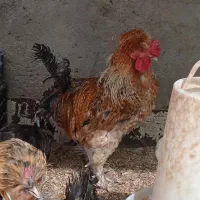 جوجه مرندی، محلی،سلطان، آراکانا، لاکندزی و پاپر|حیوانات مزرعه|نیشابور, شریعتی|دیوار