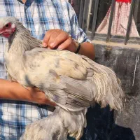 کوشین وچهل تاج|حیوانات مزرعه|رشت, فخب|دیوار