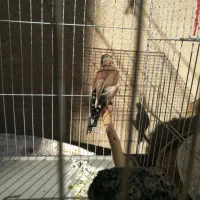 سهره ماده جوجه قفس|پرنده|کرمانشاه, |دیوار