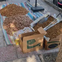 اجیل وخشکبار هورامان|حراج|بیجار, |دیوار