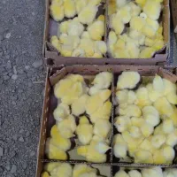 جوجه گوشتی راس|حیوانات مزرعه|پیربازار, |دیوار